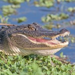 Local Parks & Natural Areas