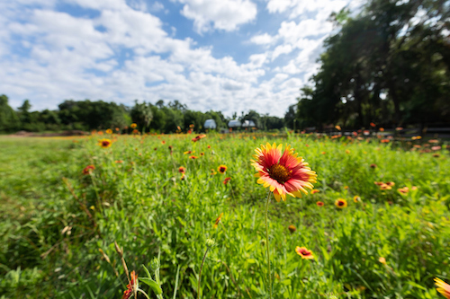 Red and yellow flower in field to represent going outdoors