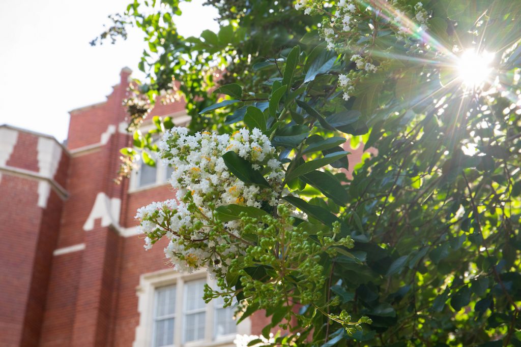 Image of UF campus building and tree. 