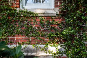 Vines growing on a campus building