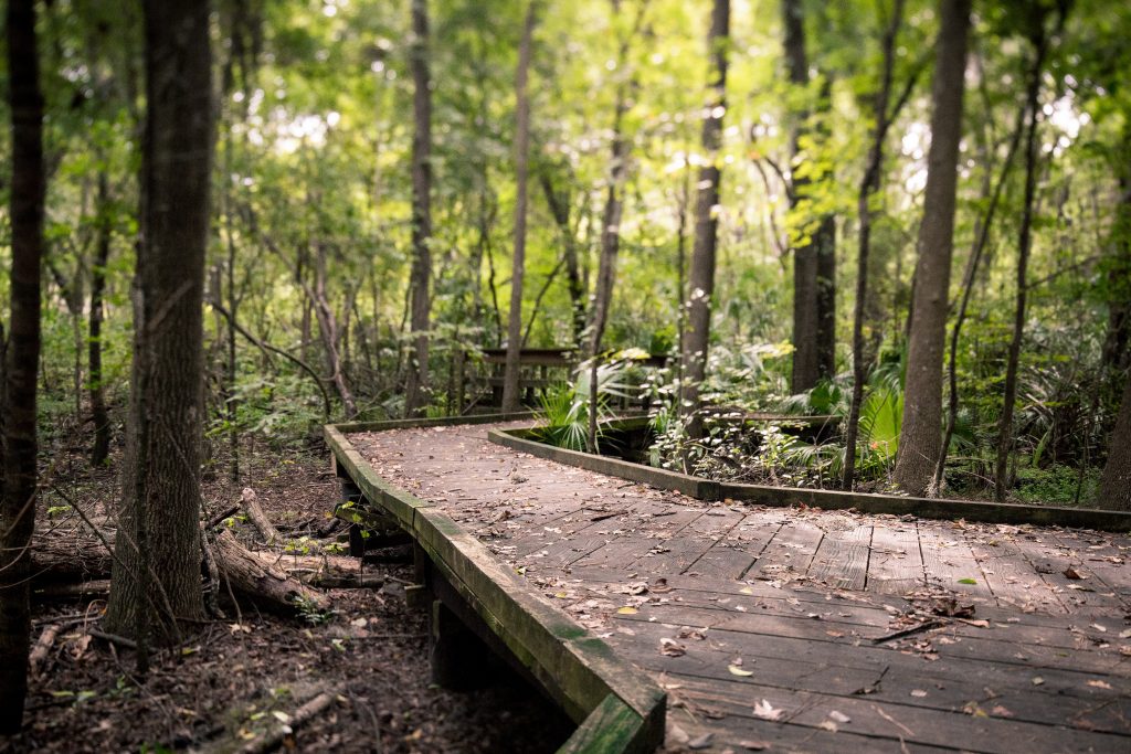 Boardwalk path in forest