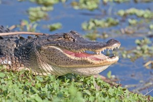 Gator resting by the water with its mouth open