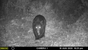 Camera trap: Bear