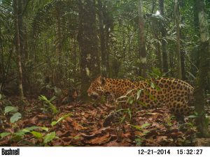 Camera trap: Jaguar in Guyana