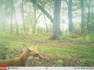 Camera trap: Fox at UF campus