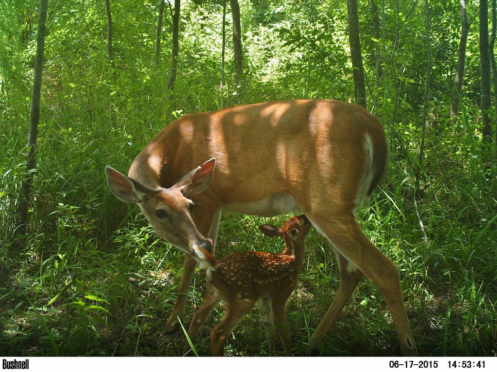 The Ultimate Guide to Trapping Wild Animals in Florida