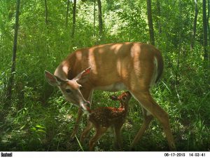 Camera trap: Deer in Payne's Praire