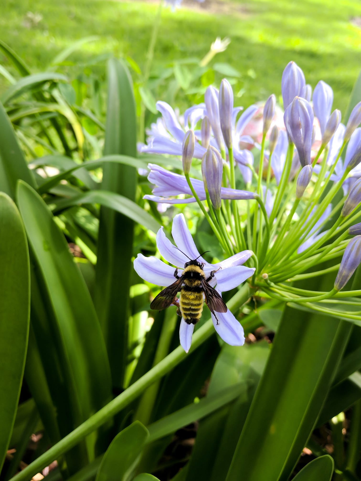 Action of the Month: Plant a Native Pollinator Garden! - Sustainability ...