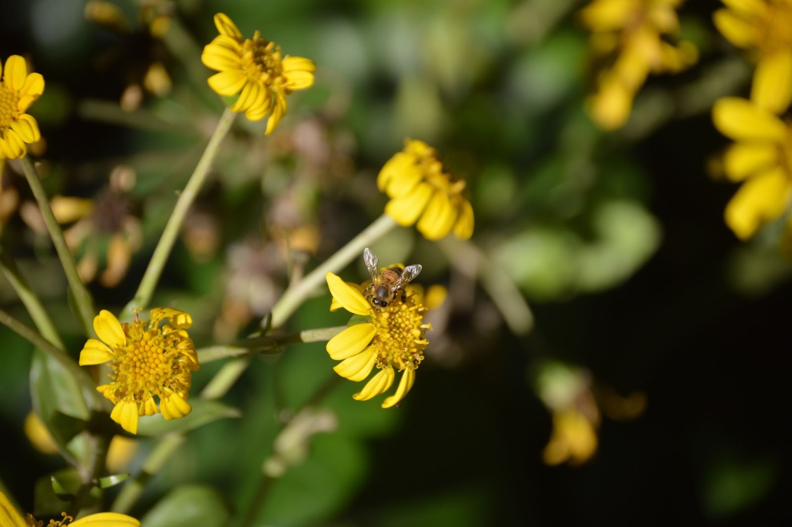 Action of the Month: Plant a Native Pollinator Garden! - Sustainability ...