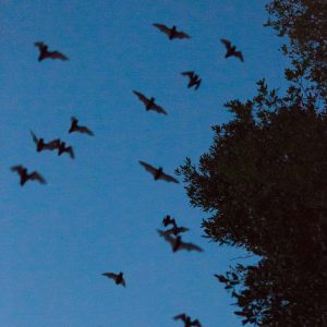 Bats emerge from the UF Bat Barns to feed on insects.