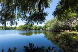Water surrounded by trees on the UF campus