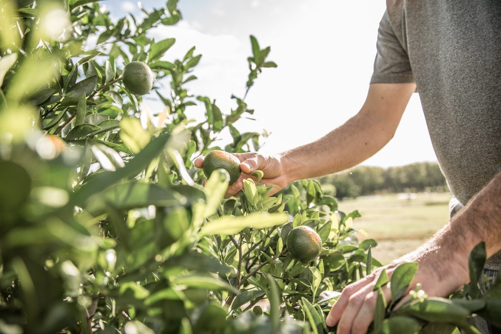 Person picking an orange from an orange grove. 