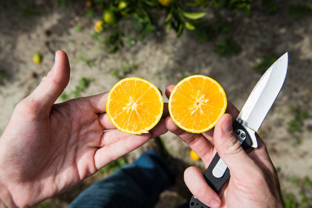 Freshly cut orange halves