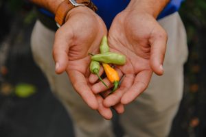 Seasonal-grown peppers in hands