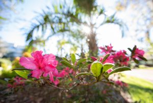 Pink flowers on campus