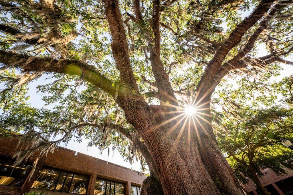 Large oak tree with sunlight on campus of University of Florida
