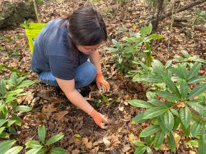 A UF student participating in a green and clean on campus in a conservation area.