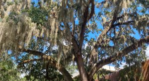 Large tree on the UF campus in Gainesville, Florida.