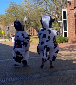 Student Zoe Richter and a classmate are dressed in cow suits as they canvas for votes on campus. 